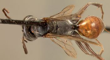 Media type: image;   Entomology 13655 Aspect: habitus dorsal view 2